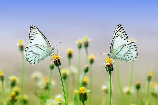 Butterfly JPEG