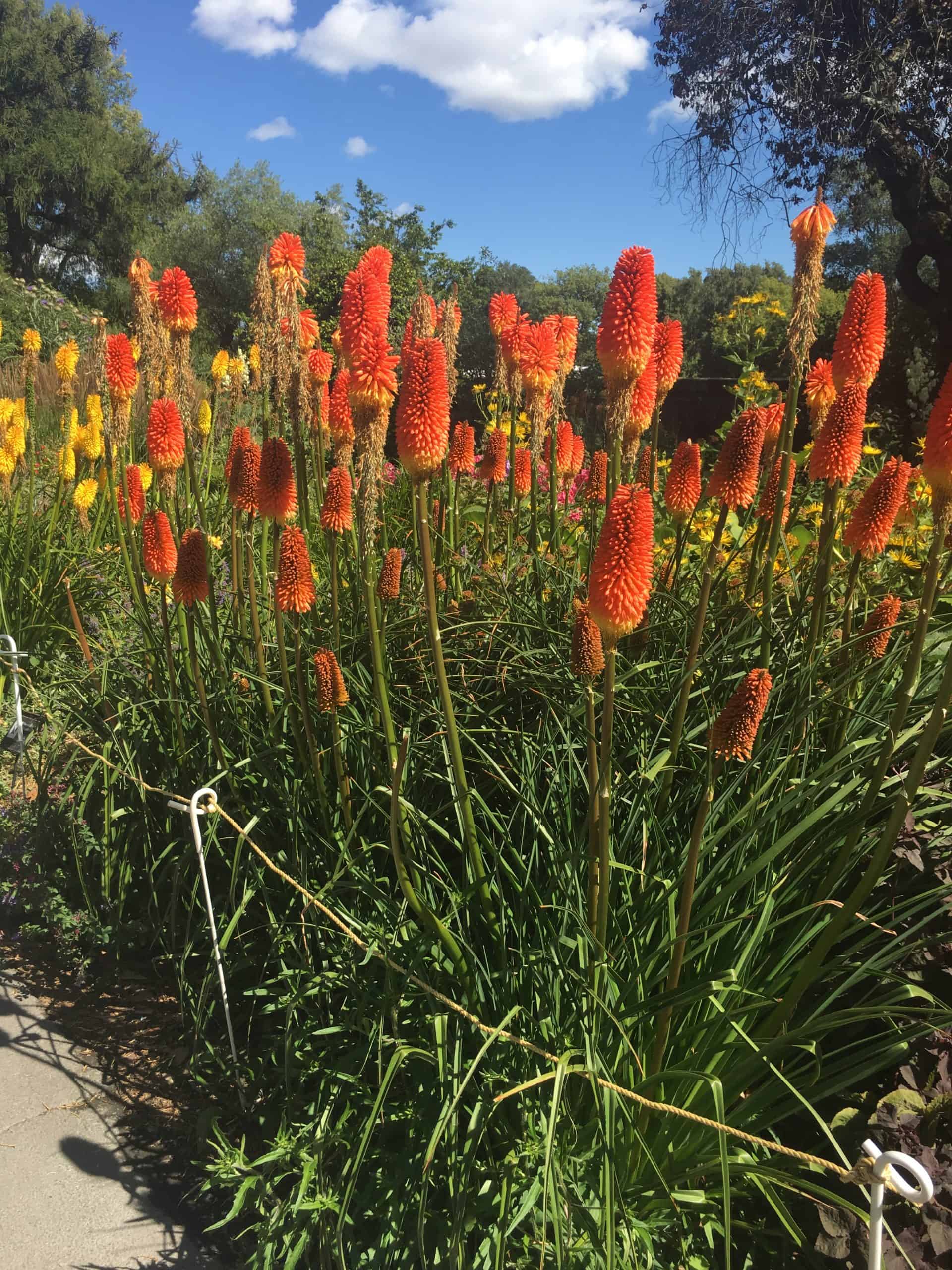 Botanical Garden, Christchurch, New Zealand