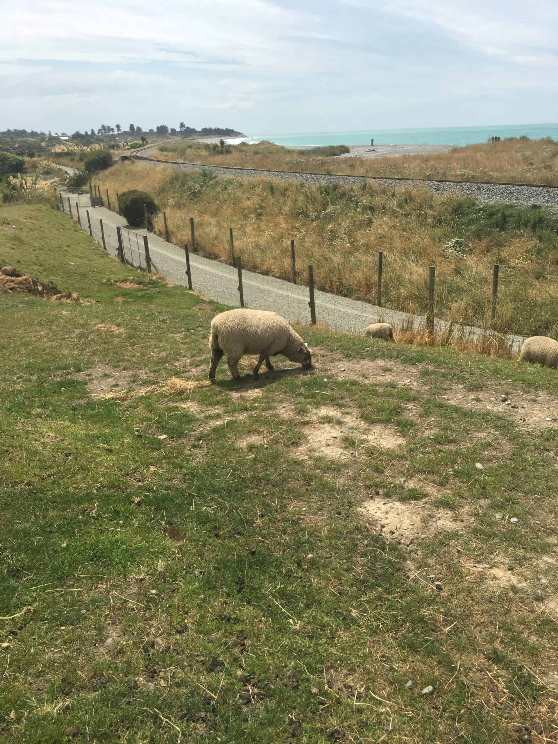 Sheep in Timaru, South Island, New Zealand